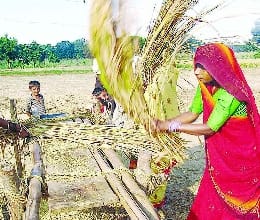 Buying rice being adopted on the dual policy